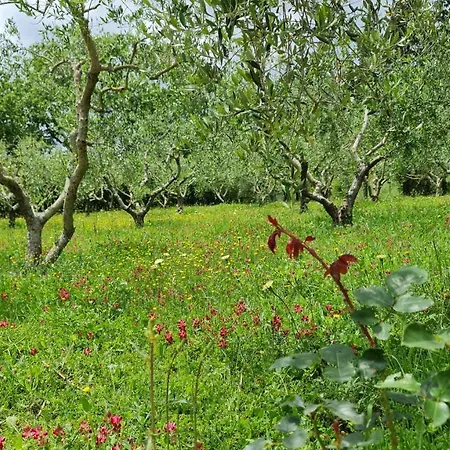 Podere Colombaio - Bucaneve * Radicofani